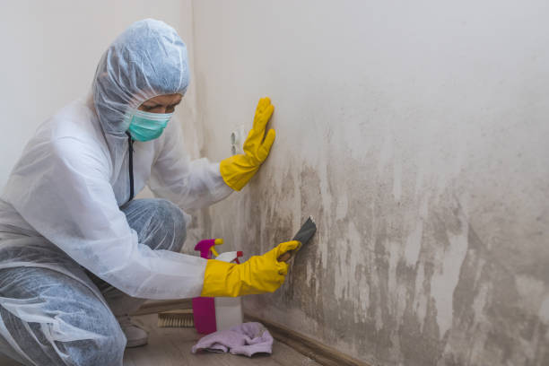 Best Home Mold Removal  in Buhler, KS