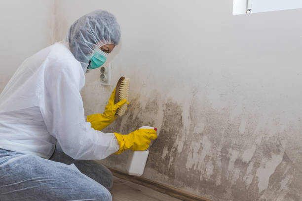 Best Mold Cleaning Services  in Buhler, KS