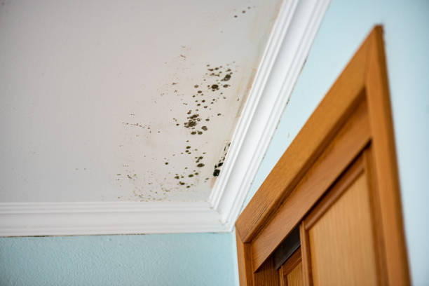 Best Home Mold Removal  in Buhler, KS