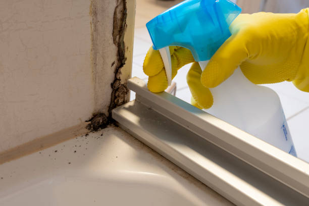 Best Toxic Mold Removal  in Buhler, KS