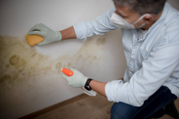 Best Professional Mold Removal  in Buhler, KS