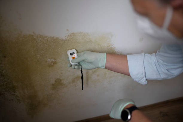 Best Office Mold Removal Services  in Buhler, KS