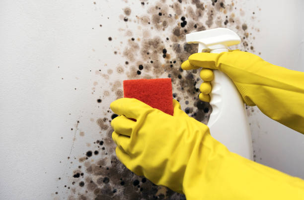 Best Affordable Mold Removal  in Buhler, KS