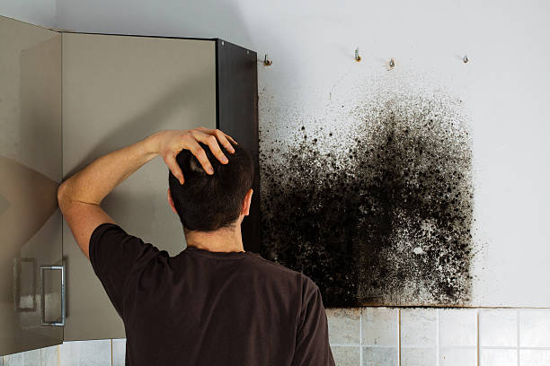 Best Certified Mold Removal  in Buhler, KS
