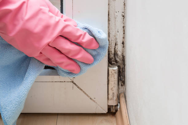 Best Black Mold Removal  in Buhler, KS